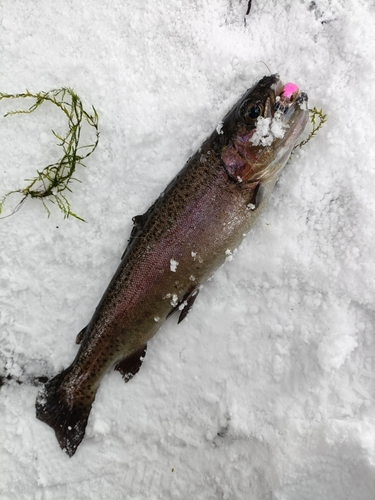 ニジマスの釣果