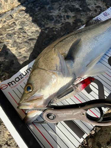 フッコ（タイリクスズキ）の釣果