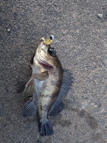 アカメバルの釣果