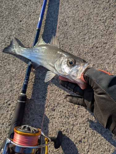 セイゴ（マルスズキ）の釣果