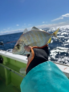 カイワリの釣果