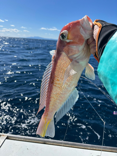 アマダイの釣果