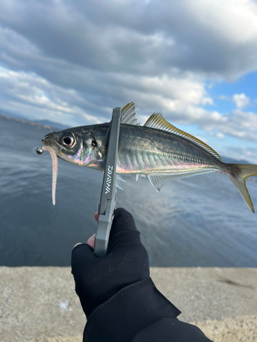 マアジの釣果