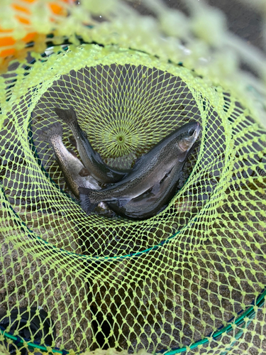 サクラマスの釣果