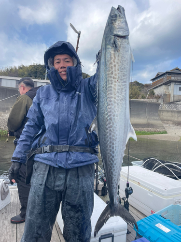 サワラの釣果