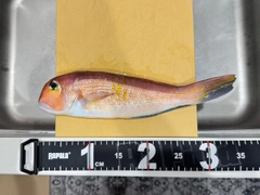 アカアマダイの釣果