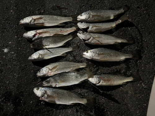 イシモチの釣果