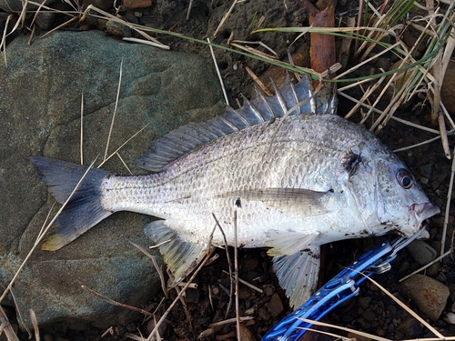 キビレの釣果