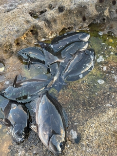 クチブトグレの釣果