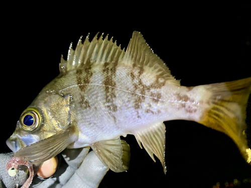 メバルの釣果