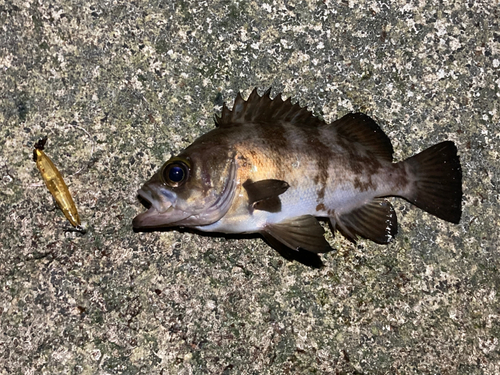 メバルの釣果