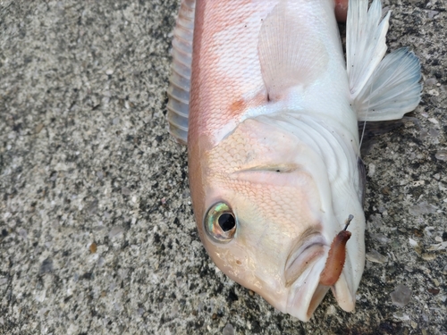 シロアマダイの釣果