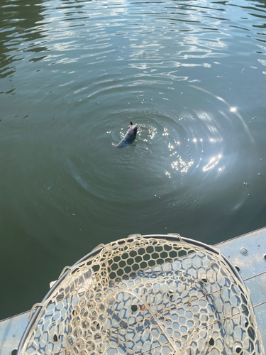 ニジマスの釣果