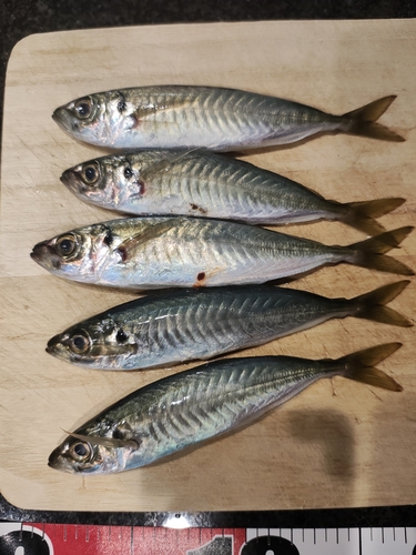 アジの釣果