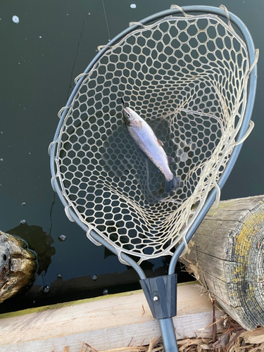 ニジマスの釣果