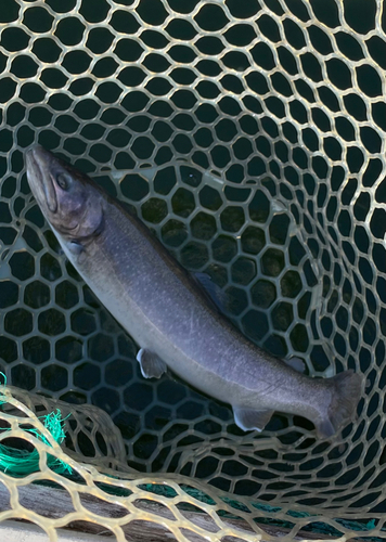 ニジマスの釣果