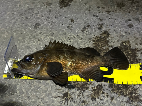 アカメバルの釣果