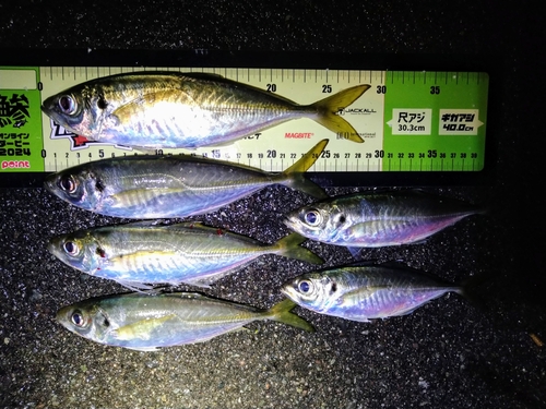 アジの釣果