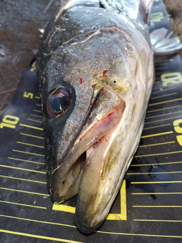 シーバスの釣果