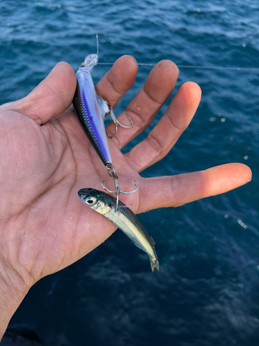 トウゴロウイワシの釣果