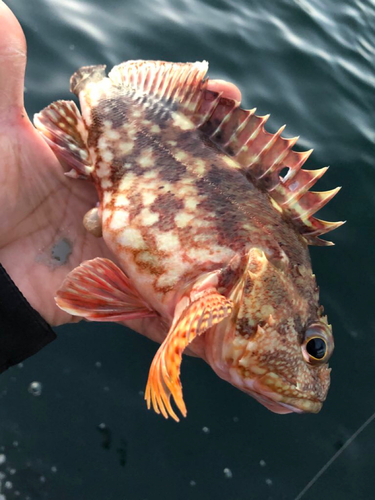 カサゴの釣果