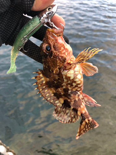 カサゴの釣果