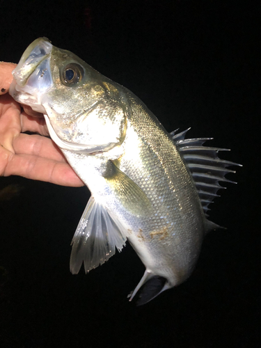 セイゴ（マルスズキ）の釣果