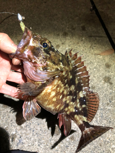 カサゴの釣果