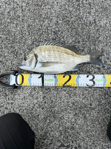 ミナミクロダイの釣果