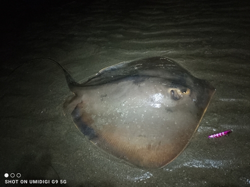 エイの釣果