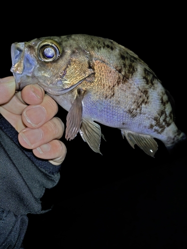 シロメバルの釣果