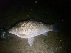 ヘラブナの釣果