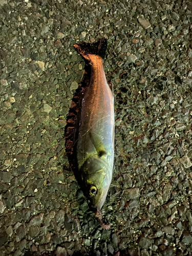 若洲海浜公園海釣り施設