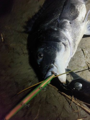 クロダイの釣果