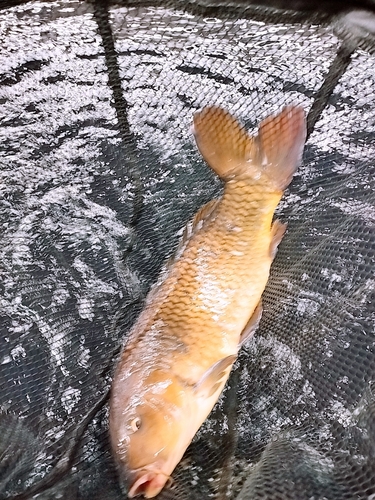 コイの釣果