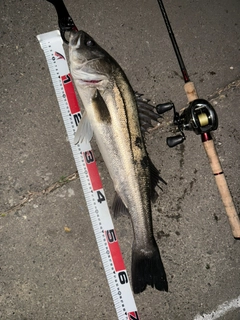 スズキの釣果