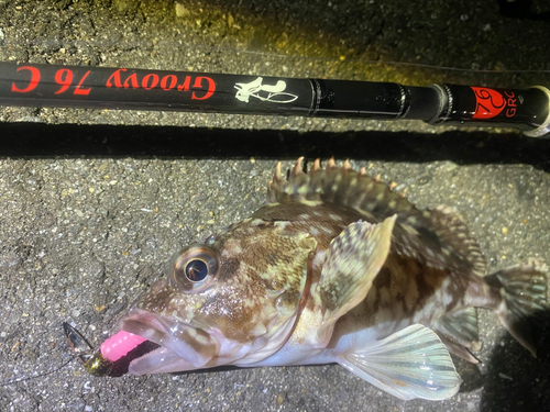 カサゴの釣果