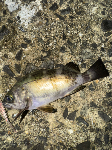 メバルの釣果