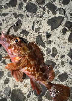 カサゴの釣果