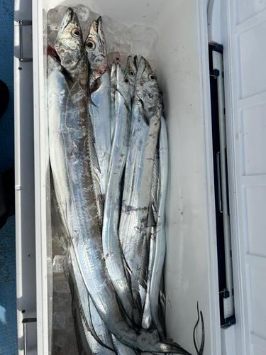 タチウオの釣果