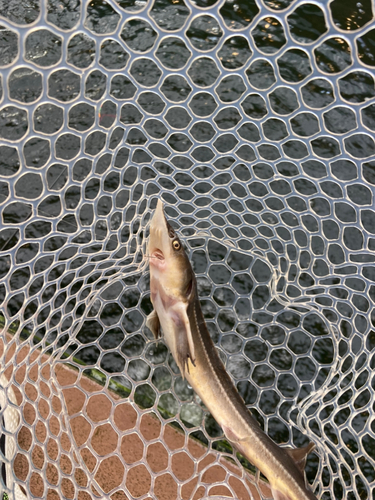 チョウザメの釣果