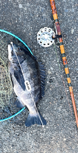 クロダイの釣果