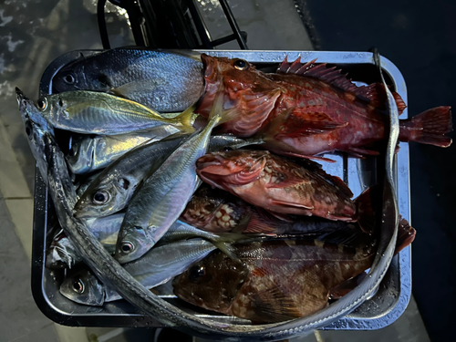 カサゴの釣果