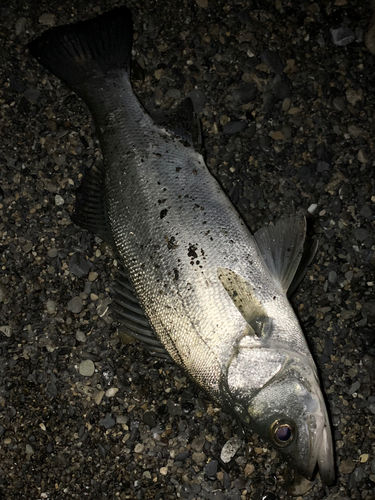 ヒラスズキの釣果