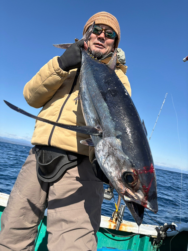 ビンチョウマグロの釣果