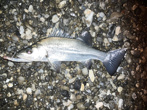 ヒラスズキの釣果