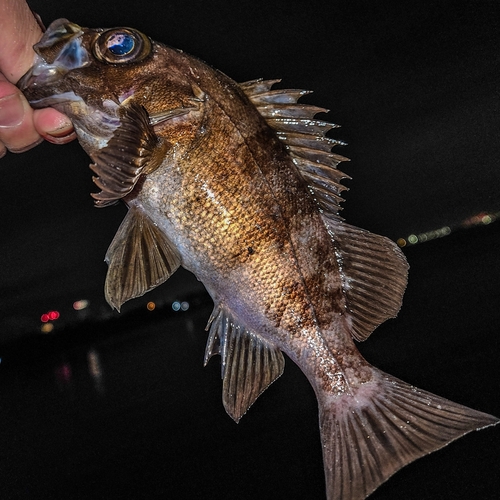 シロメバルの釣果