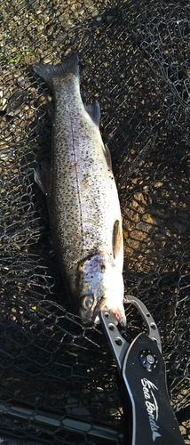 ニジマスの釣果