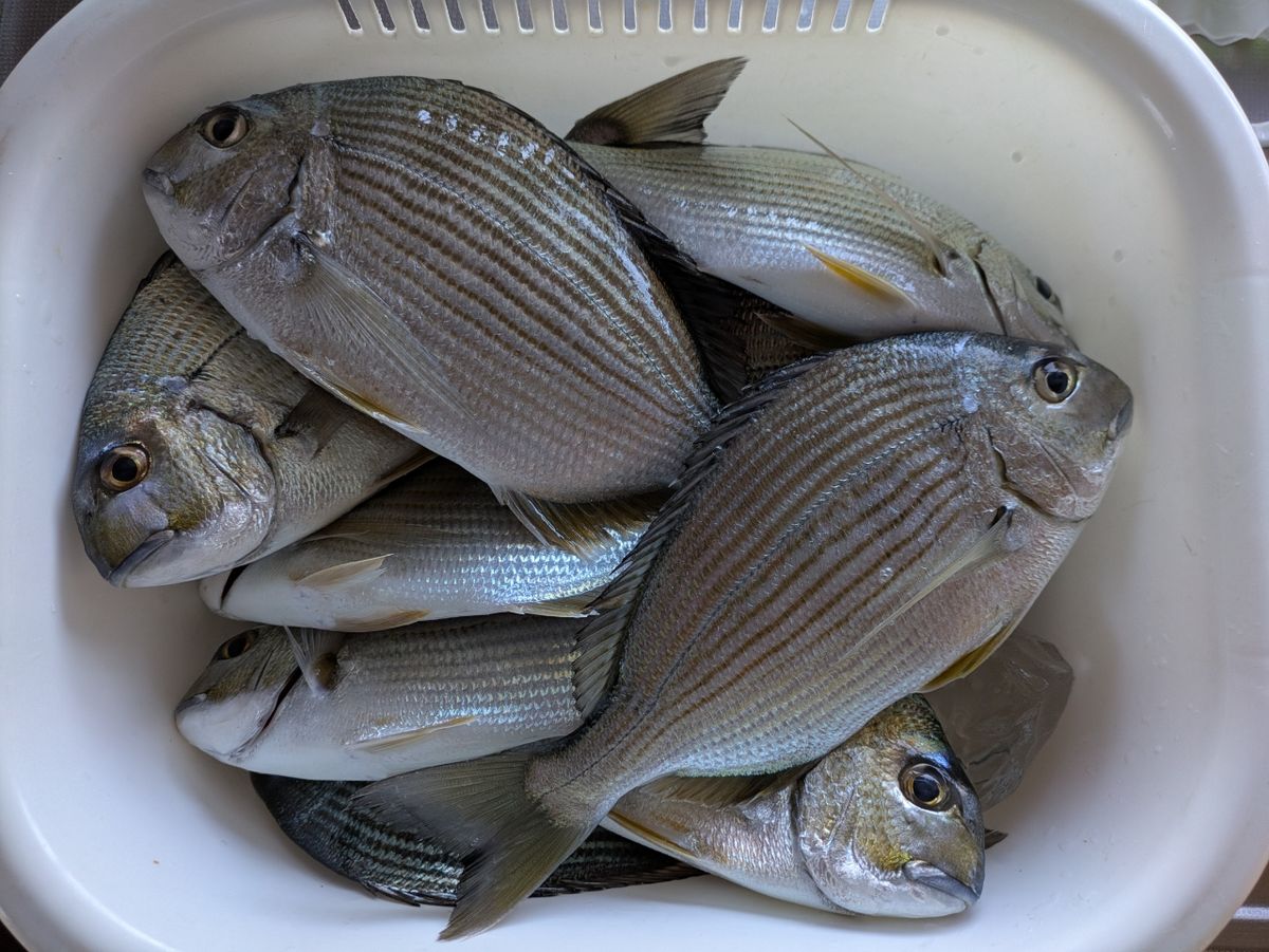 しおタンさんの釣果 1枚目の画像