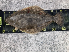 ヒラメの釣果